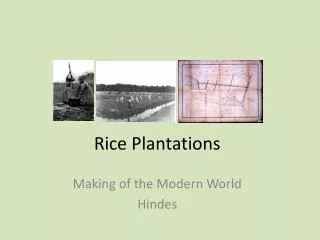 Rice Plantations