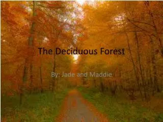 the deciduous forest