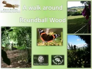 A walk around Roundball Wood