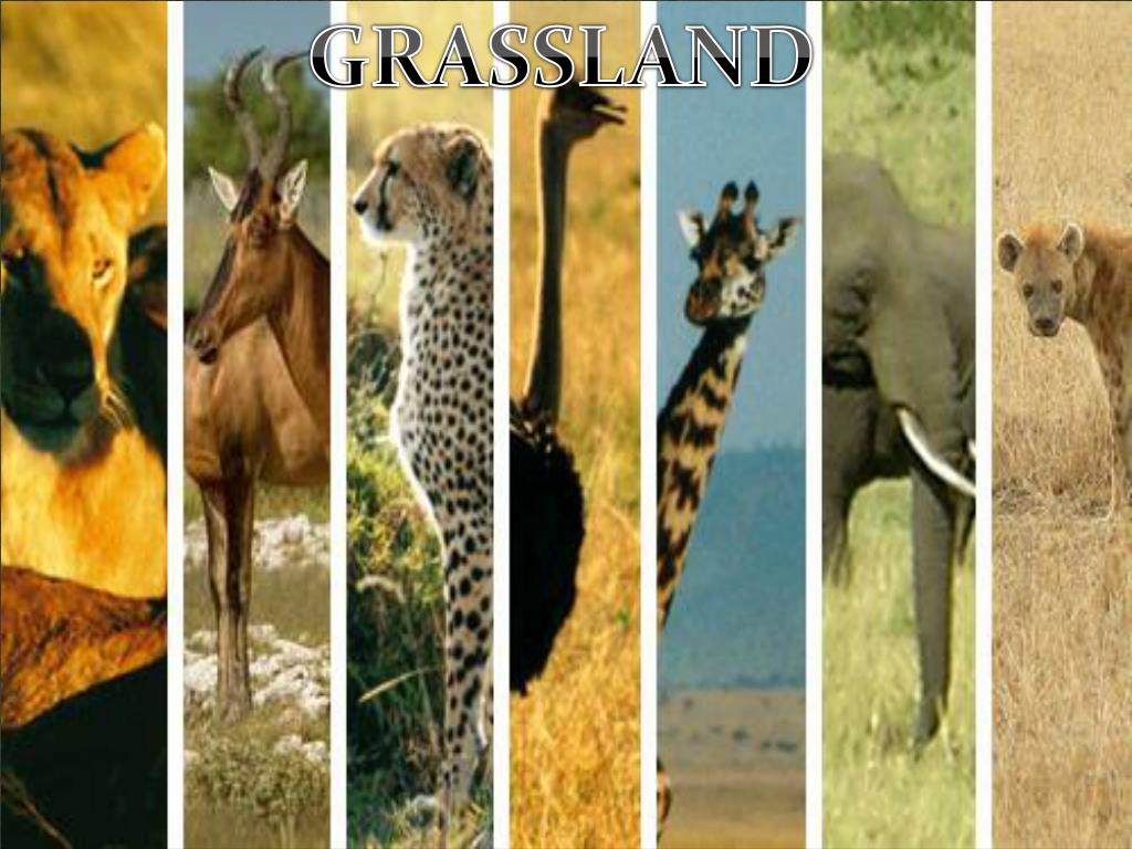 PPT - GRASSLAND PowerPoint Presentation, free download - ID:2111872