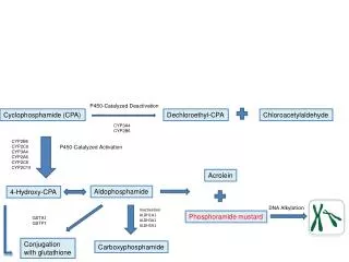 Cyclophosphamide (CPA)