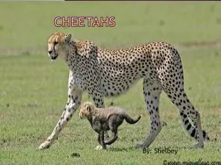 Cheetahs