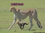 Cheetahs