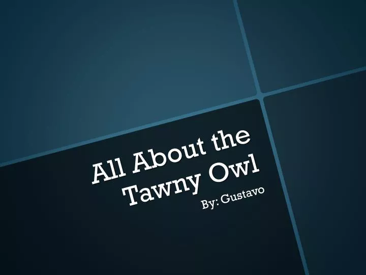 all about the tawny o wl