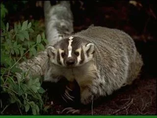 Badger Taxidea taxus