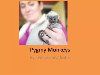 Pygmy Monkeys