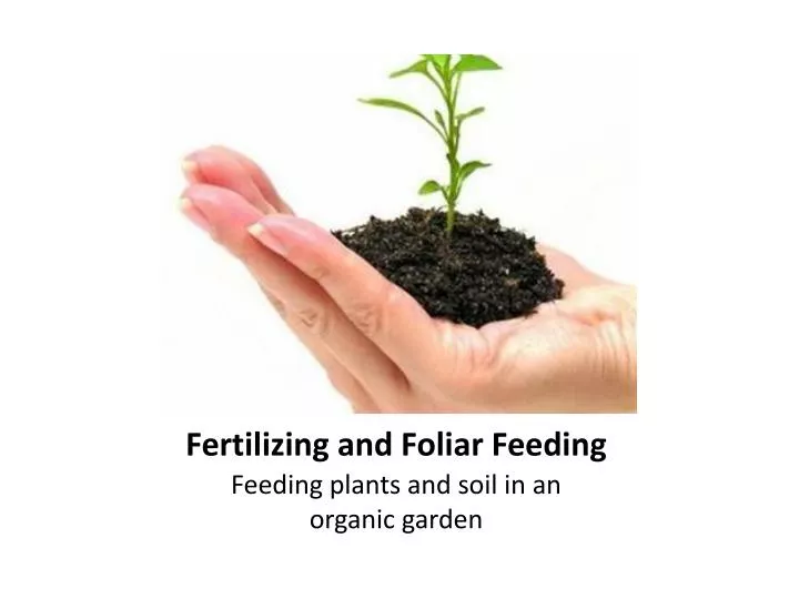 fertilizing and foliar feeding