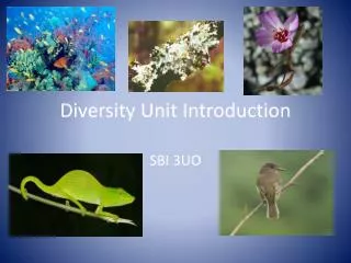Diversity Unit Introduction