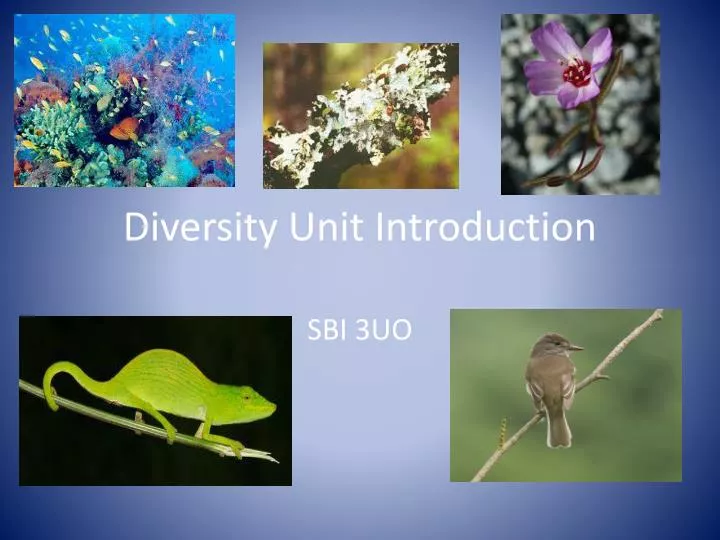 diversity unit introduction