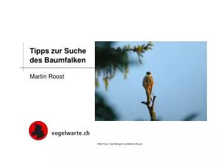 tipps zur suche des baumfalken