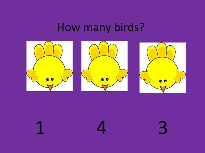 how many birds