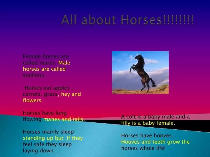 all about horses