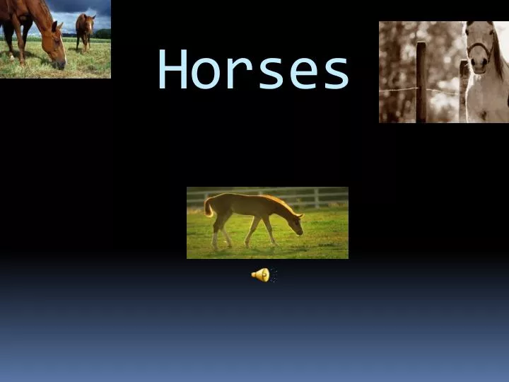 horses