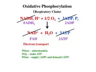 Oxidative Phosphorylation ( Respiratory Chain)