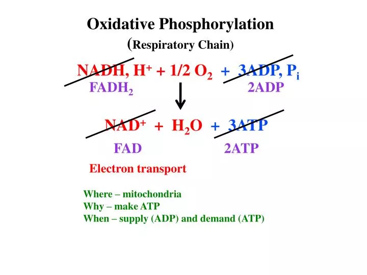 oxidative phosphorylation respiratory chain