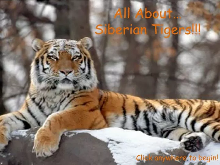 all about siberian tigers