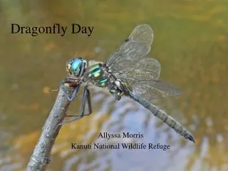 Dragonfly Day