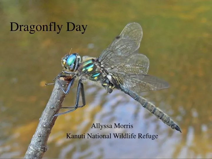 dragonfly day