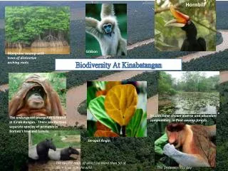 Biodiversity At Kinabatangan