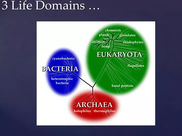 3 life domains