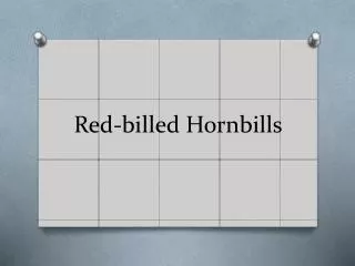 Red-billed Hornbills