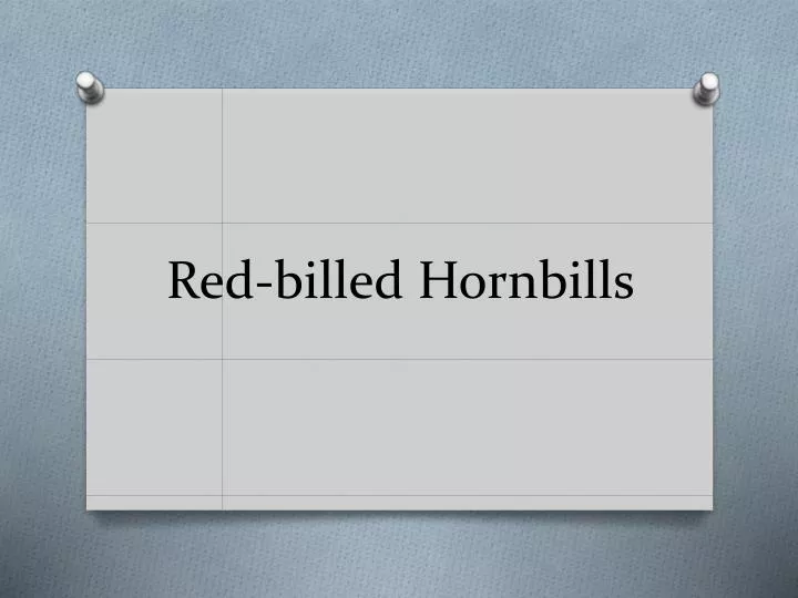 red billed hornbills