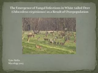 Tyler Bellis Mycology 2013