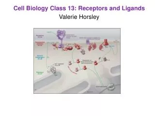 Cell Biology Class 13: Receptors and Ligands Valerie Horsley