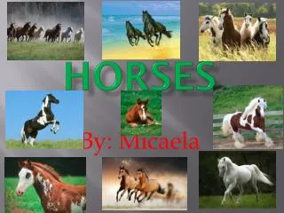 Horses