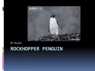 Rockhopper penguin