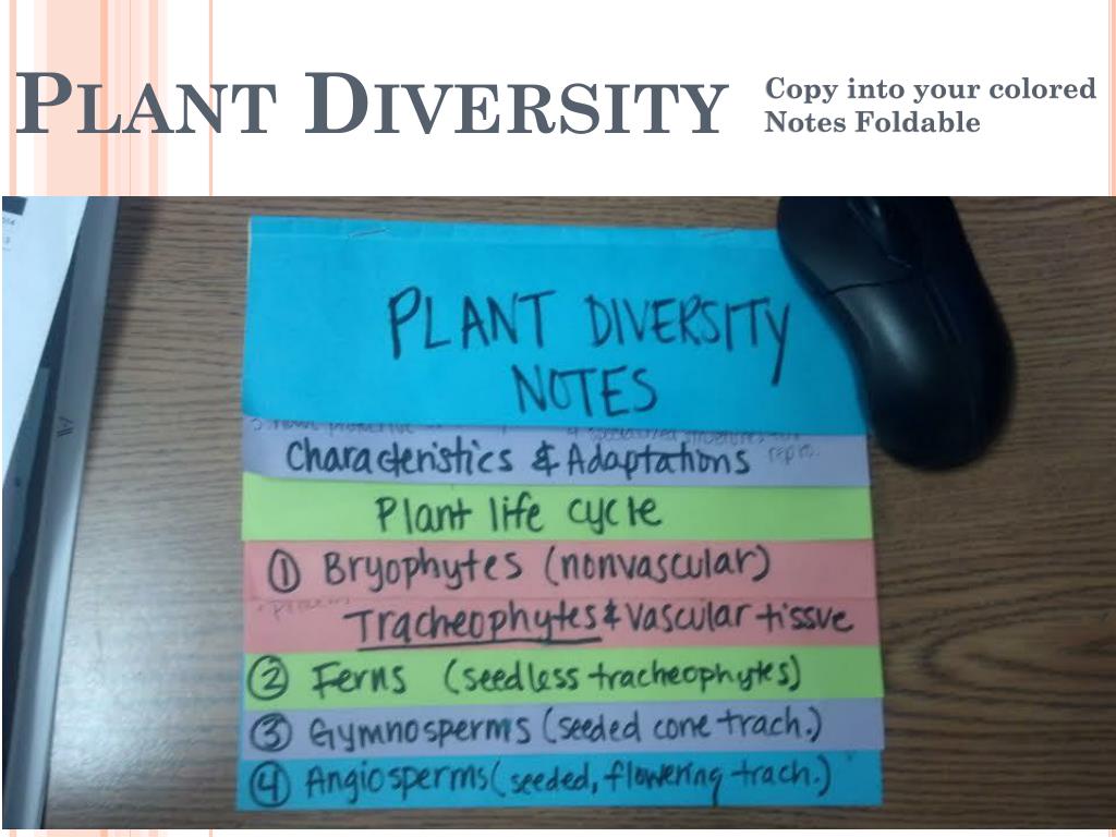 PPT - Plant Diversity PowerPoint Presentation, free download - ID:2113938