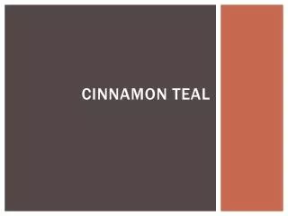 Cinnamon Teal