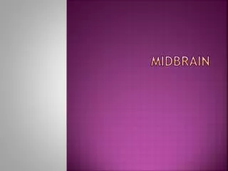 MIDBRAIN