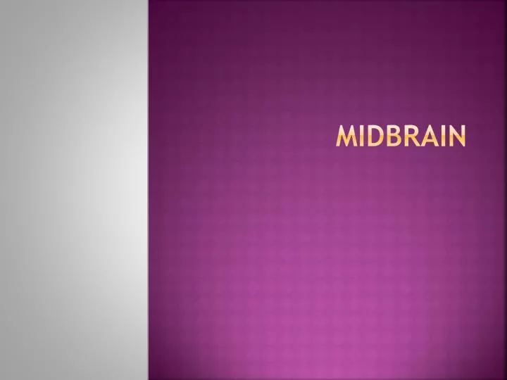 midbrain