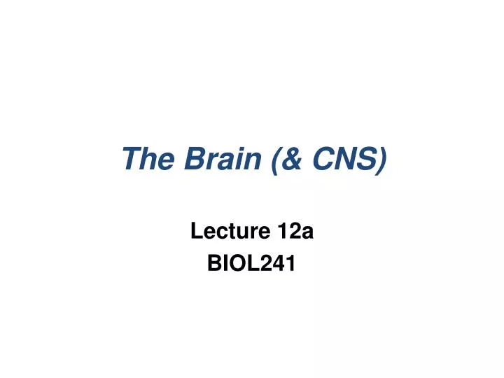the brain cns