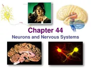 Chapter 44 Neurons and Nervous Systems