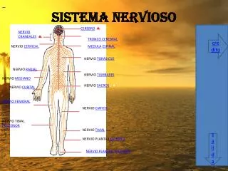 sistema nervioso
