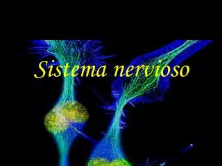 sistema nervioso