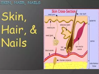 Skin, Hair, Nails