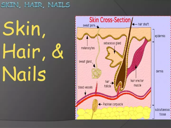 skin hair nails