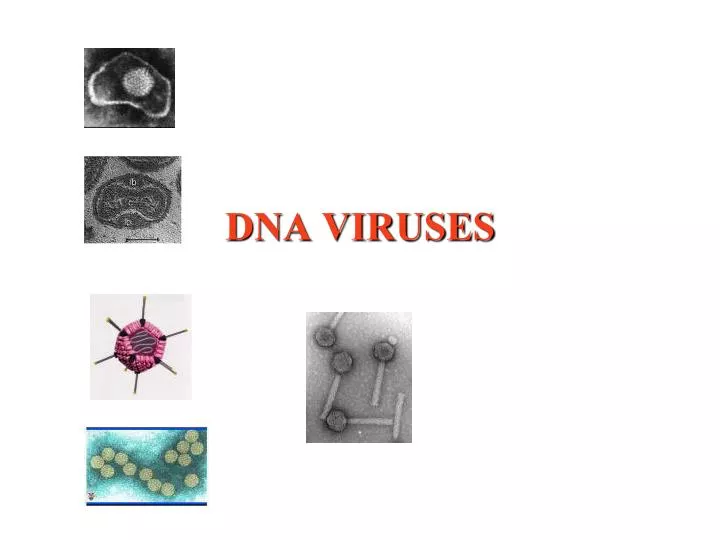 dna viruses