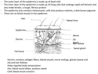 The outer layer of the epidermis is made up of dead cells