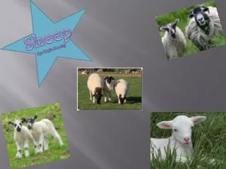 Sheep By: Kayla Beechy