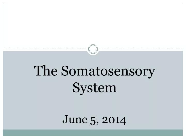 the somatosensory system june 5 2014