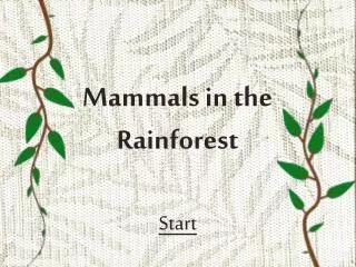 Mammals in the Rainforest