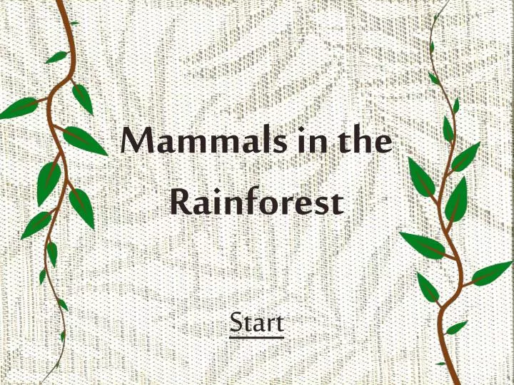 mammals in the rainforest