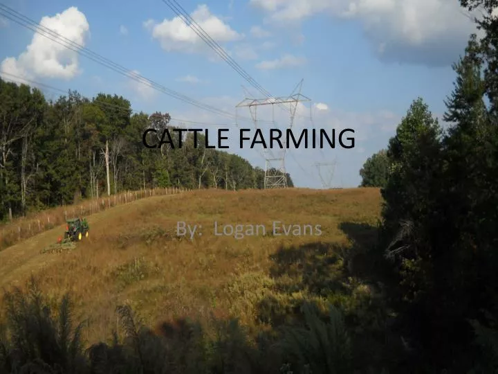 cattle farming