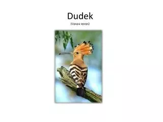 dudek upupa epops