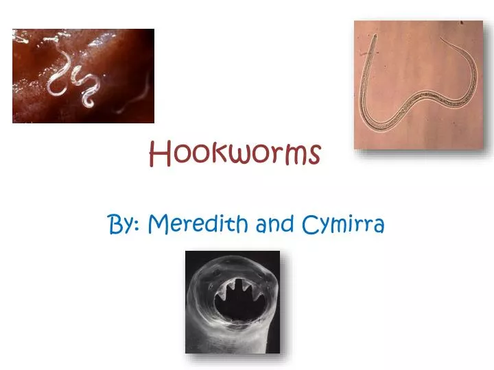 hookworms