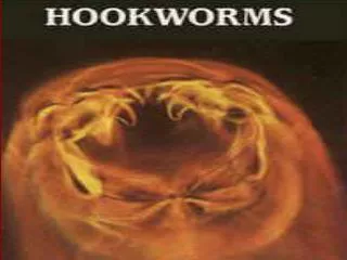 Causal Agent: The human hookworms include the nematode species,